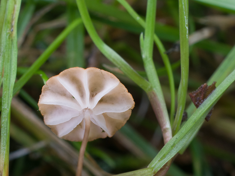 Marasmius curreyi